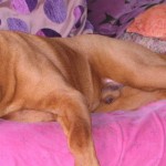 Et pendant la journée, vous laissez vos chiens dans le jardin ?