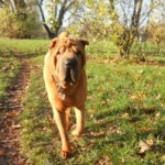 Promenez-vous avec mes chiens