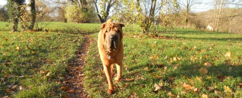 Promenez-vous avec mes chiens