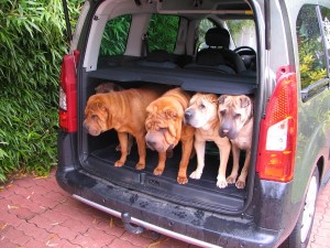 groupe de chiens en voiture