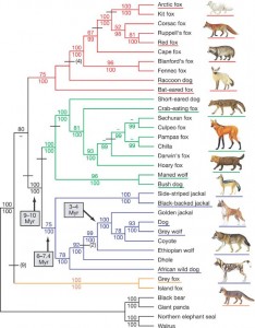 arbre-phylogénétique-chien