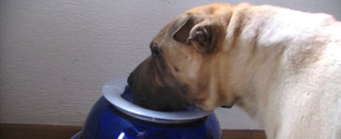 La fontaine à eau pour chien