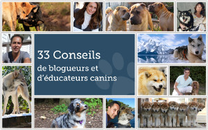 33 conseils de blogueurs et d'éducateurs canins