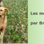 Les mots du jour