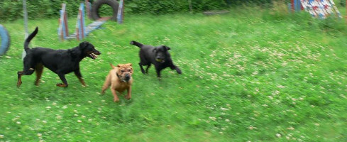 Communication entre chiens : vidéo