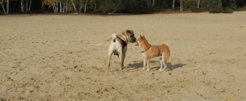 Communication canine : dialogue entre un shar-pei et un shiba