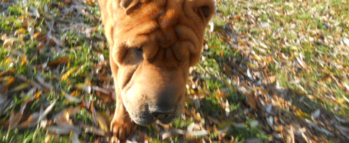 Un nom pour mon chien en 2014