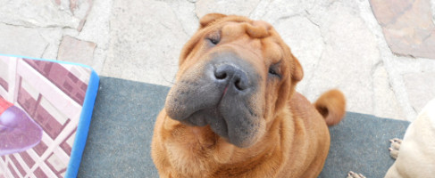 Que voulez-vous apprendre à votre chien?