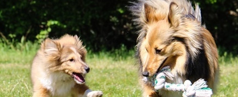 7 idées pour mieux sociabiliser mon chien