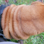Un stage clicker avec mon chien