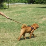 Catherine Collignon : tous les chiens sont des tireurs potentiels!