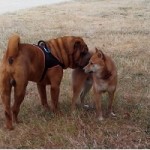 Langage du chien : rencontre entre un shar-pei et un shiba en photos