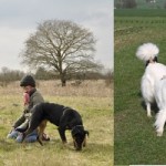Gérer une bagarre entre chiens