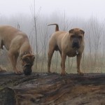 Dites-vous merci à votre chien ?