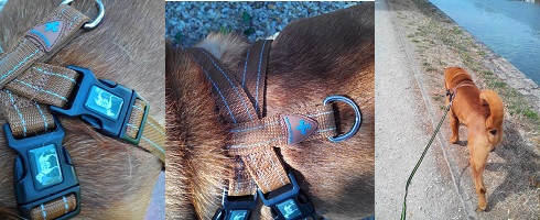 Mon chien a testé le harnais Bellomania