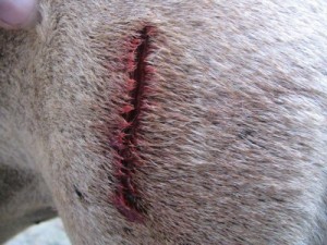 Plaie étendue qui nécessite des points de suture : vétérinaire !