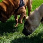 Comment bien promener son chien