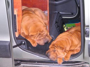 Certains chiens aiment tellement la voiture, qu'ils peuvent y leur sieste si les portières sont ouvertes!