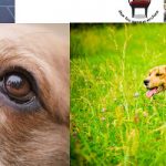 Les mots du jour : savoir écouter son chien