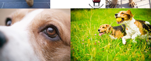 Les mots du jour : savoir écouter son chien