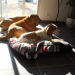 Les chiens aiment la routine !