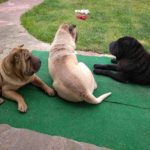 3 chiens en paix