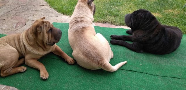 3 chiens en paix