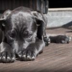 Y a-t-il de la place pour un chien dans votre vie ?
