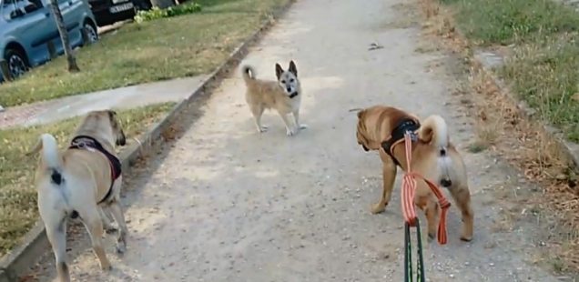 Rencontre tendue avec un chien sans son maître [vidéo]