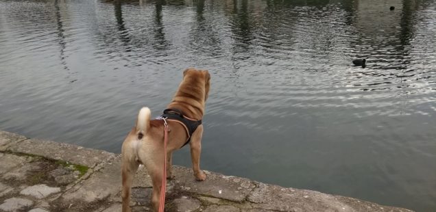 Mais qu'est-ce que tu regardes?