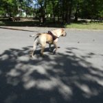 S’attaquer aux symptômes ou à la cause (en éducation canine) ?