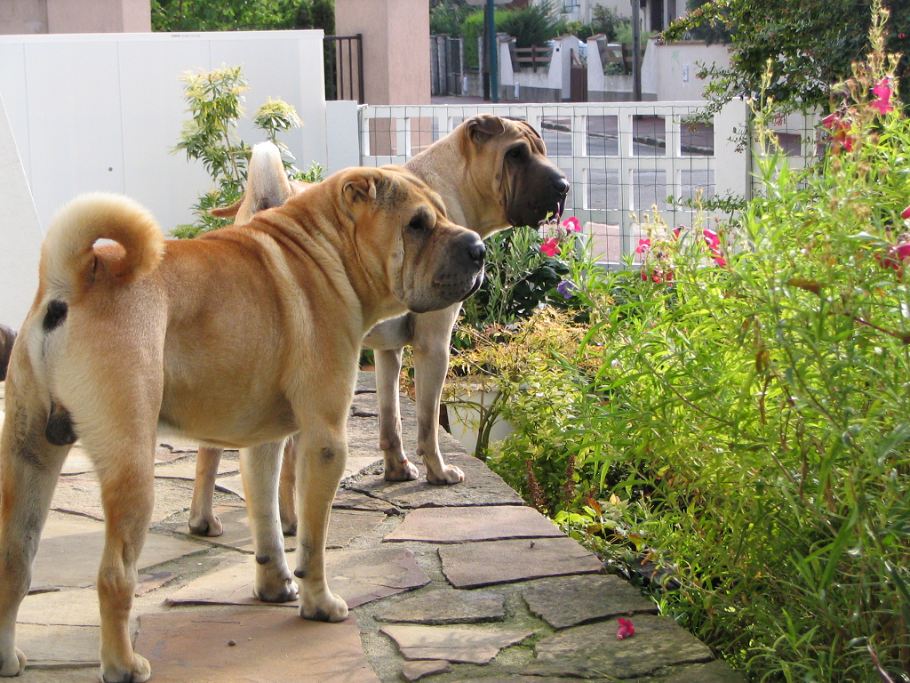 deux shar-peï