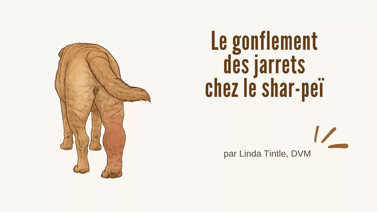 Le gonflement des jarrets chez le shar-peï