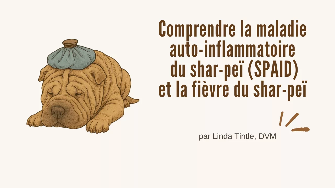 Comprendre la maladie auto-inflammatoire du shar-peï (SPAID) et la fièvre du shar-peï
