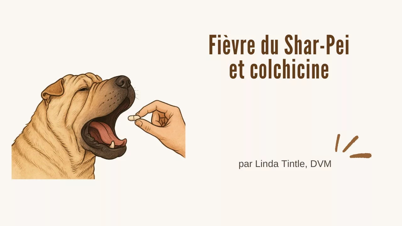 Fièvre du Shar-Pei et colchicine