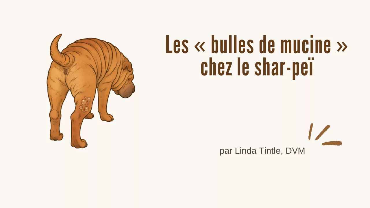 Les « bulles de mucine » chez le shar-peï