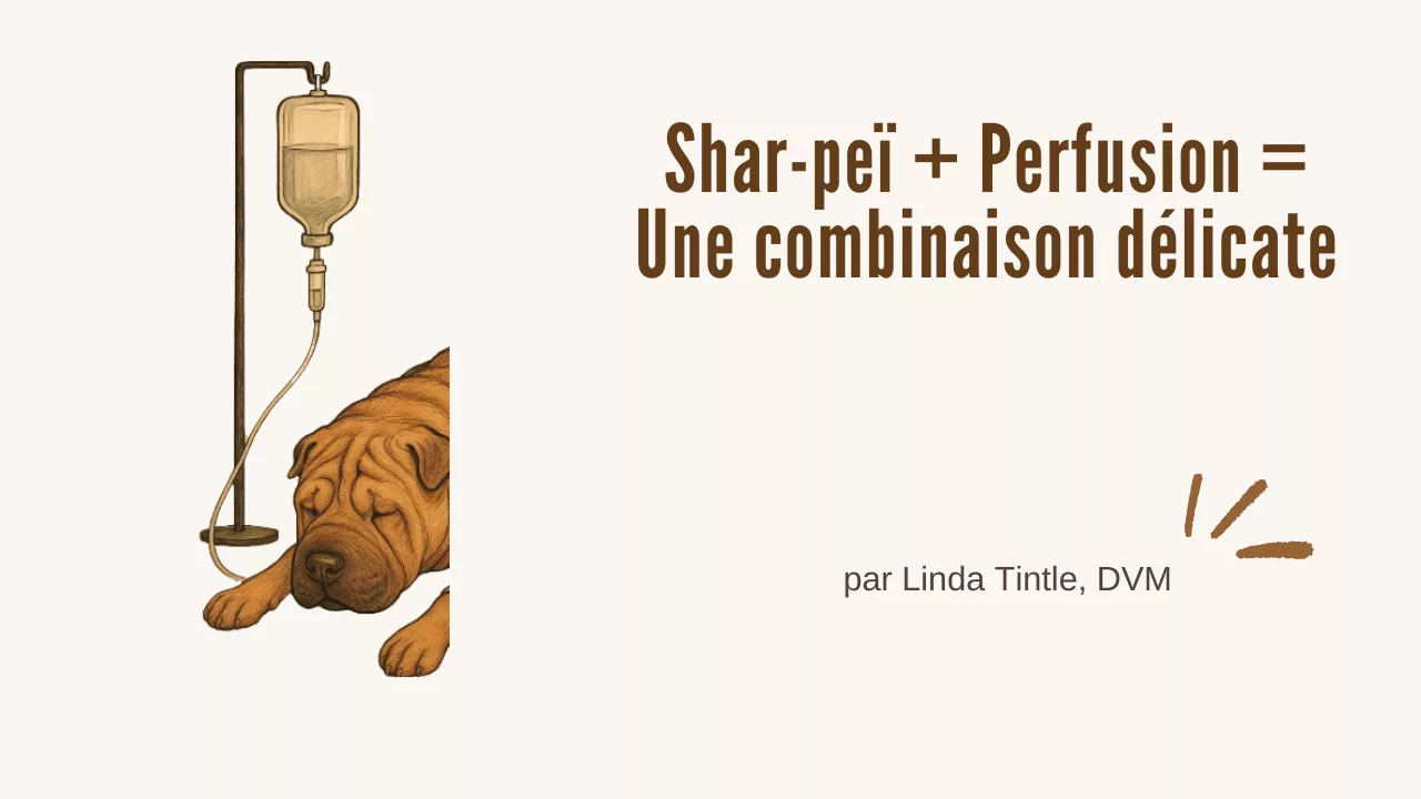 Shar-peï + Perfusion = Une combinaison délicate