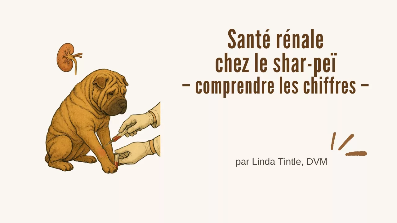 Santé rénale chez le shar-peï – comprendre les chiffres